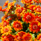 HerbstLiva Wetterfeste Kunst Chrysanthemen im 5er Set für Garten und Terrasse