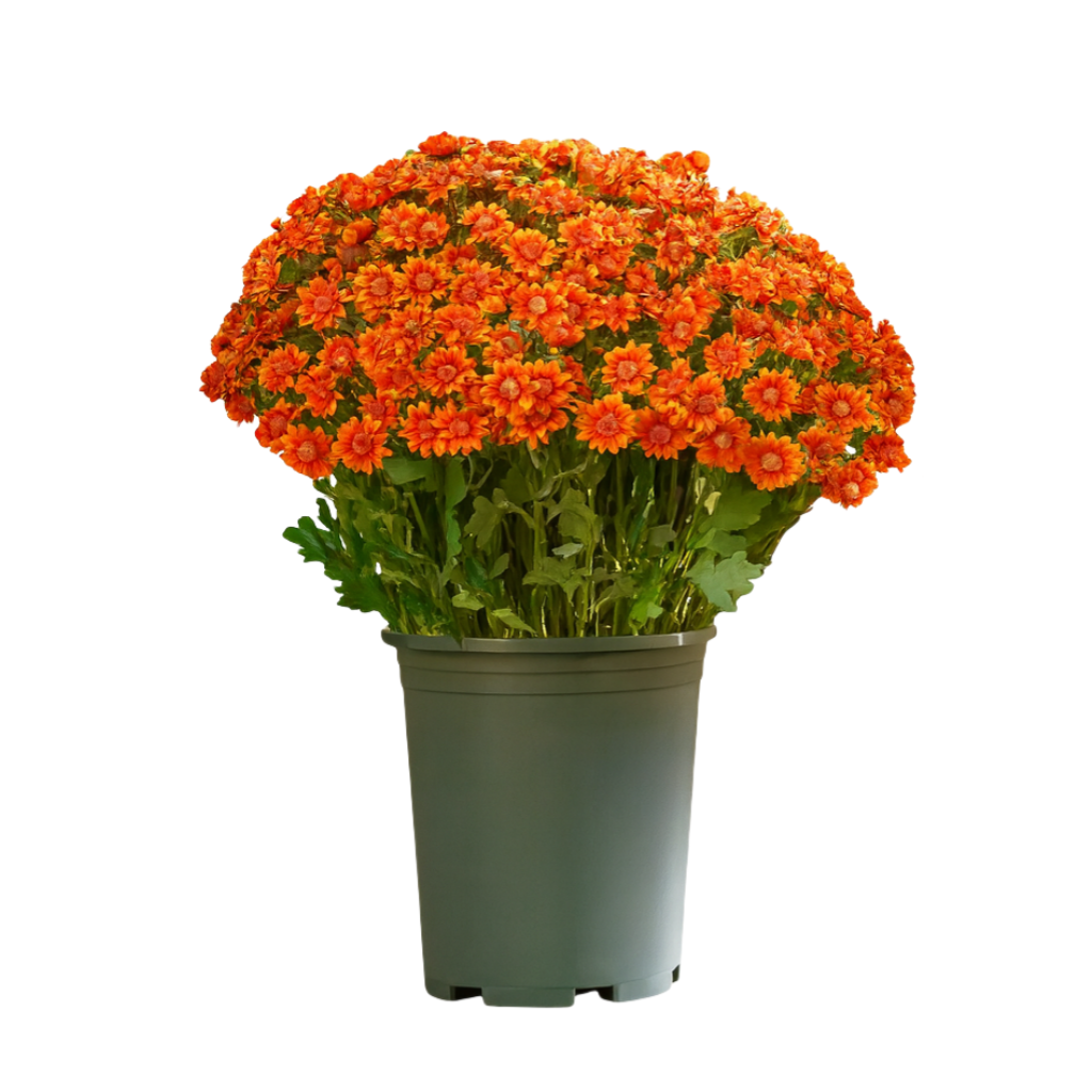 HerbstLiva Wetterfeste Kunst Chrysanthemen im 5er Set für Garten und Terrasse