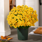 HerbstLiva Wetterfeste Kunst Chrysanthemen im 5er Set für Garten und Terrasse