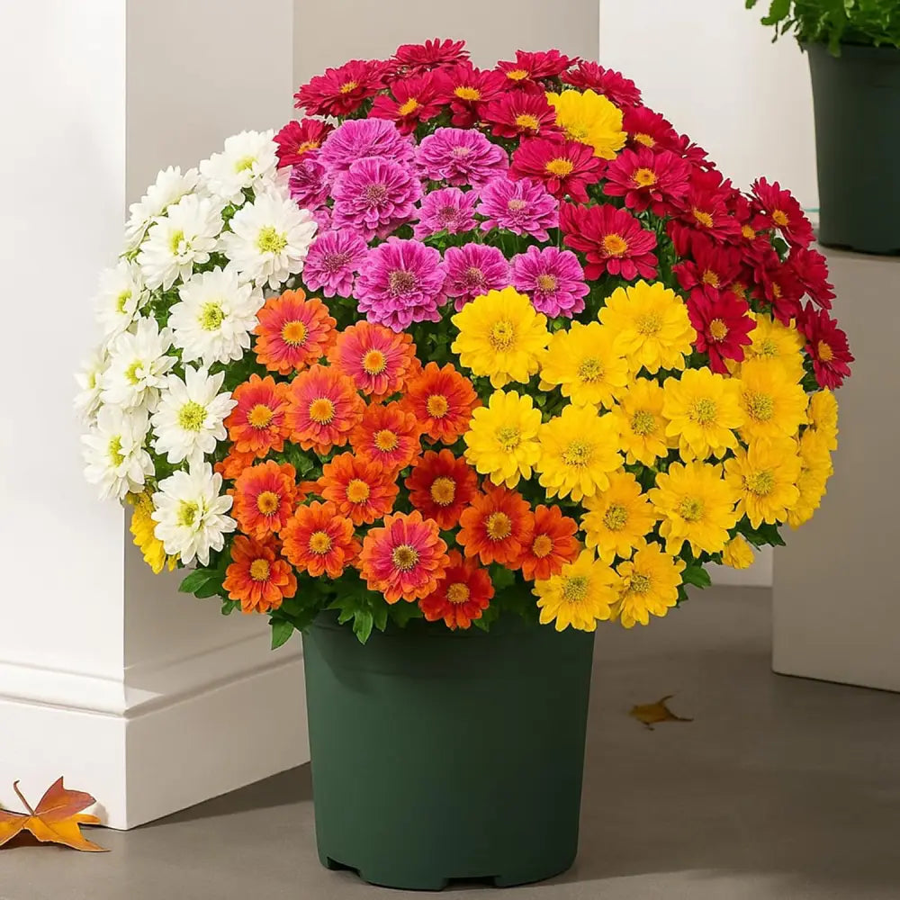 HerbstLiva Wetterfeste Kunst Chrysanthemen im 5er Set für Garten und Terrasse