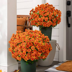 HerbstLiva Wetterfeste Kunst Chrysanthemen im 5er Set für Garten und Terrasse