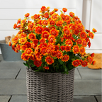 HerbstLiva Wetterfeste Kunst Chrysanthemen im 5er Set für Garten und Terrasse