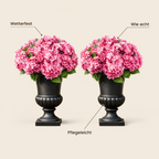 Hortensia Vorteile