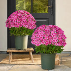 HerbstLiva Wetterfeste Kunst Chrysanthemen im 5er Set für Garten und Terrasse