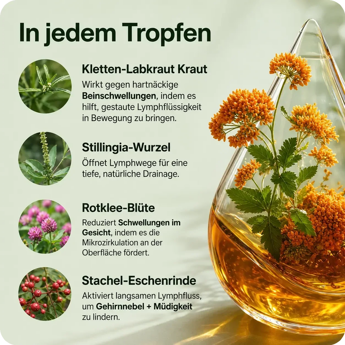 Lymora Pflanzliche Kräutertropfen für deine tägliche Wellness Routine